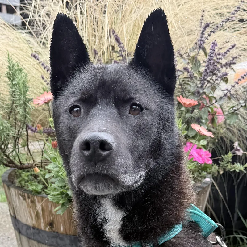 An adult medium-sized female Black Akita dog named Maya for adoption in Quilcene, WA