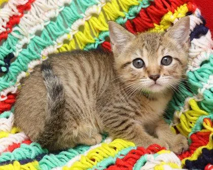 A baby small-sized male Domestic Short Hair cat named Baron for adoption in Largo, FL