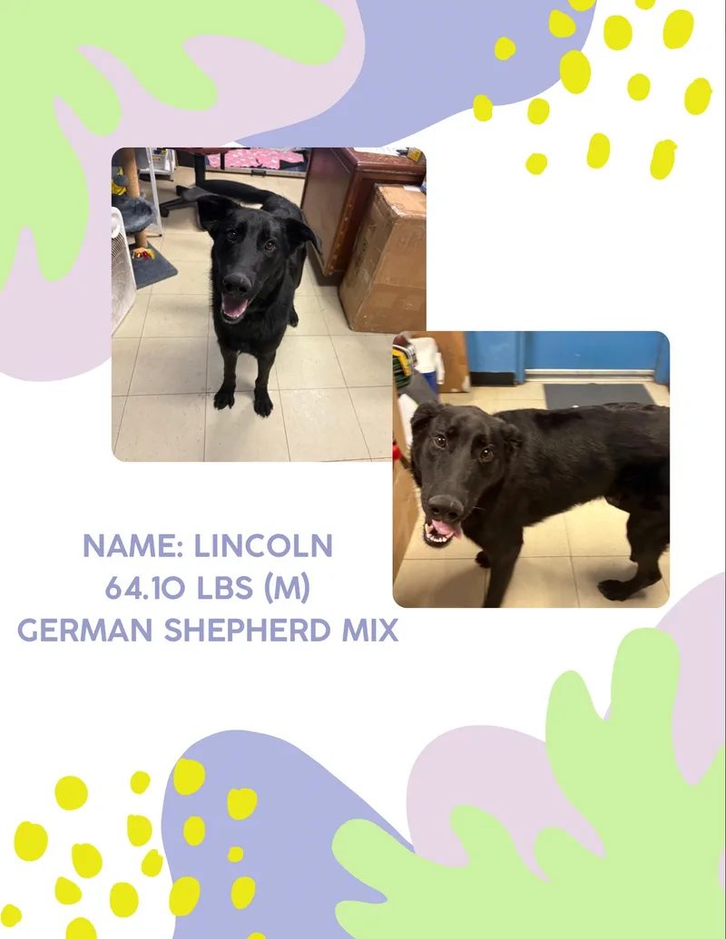 A young large-sized male Black German Shepherd Dog dog named Lincoln for adoption in McArthur, OH