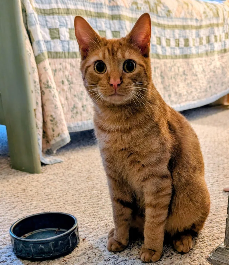 An adult medium-sized male Tabby (Orange / Red) Domestic Short Hair cat named Traffic Cone for adoption in Morganton, NC