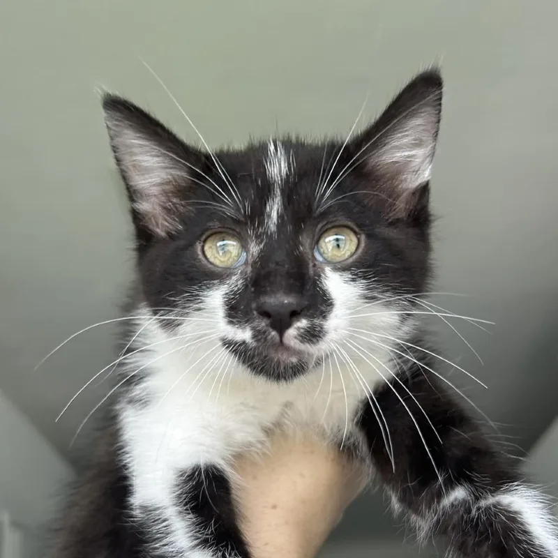 A baby small-sized male Black Domestic Short Hair cat named Oreo for adoption in St. Louis, MO