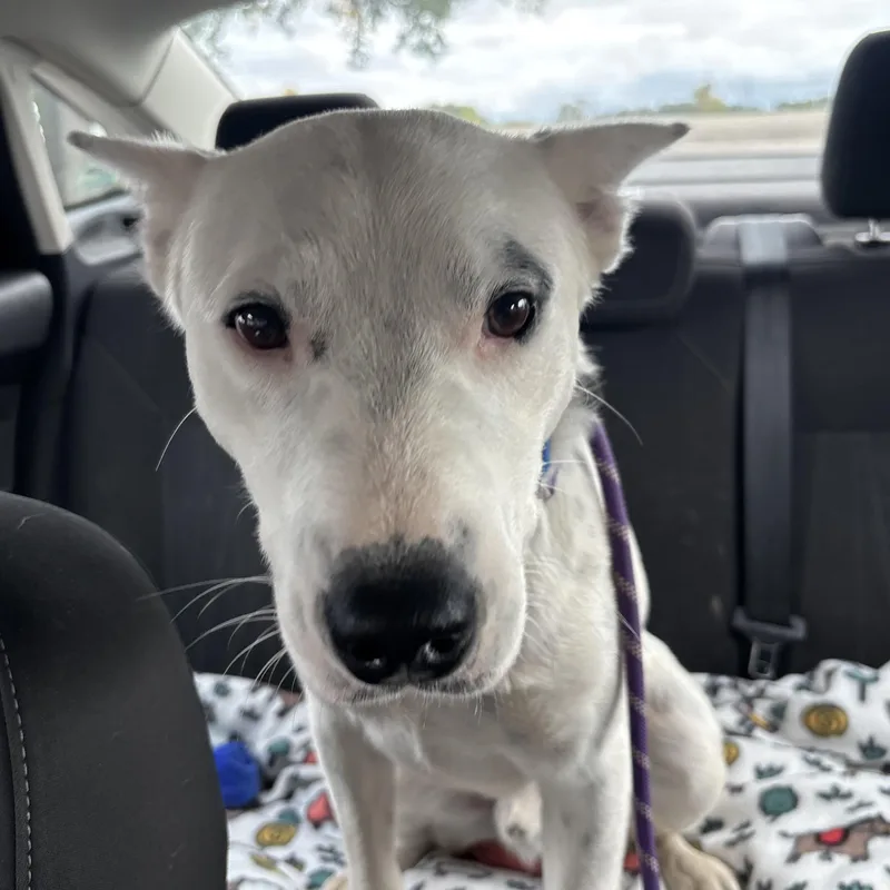A young medium-sized male White / Cream Australian Cattle Dog / Blue Heeler dog named Domino for adoption in Jamestown, ND