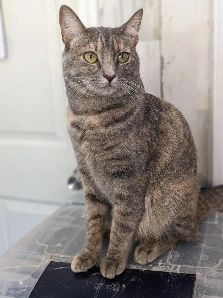 An adult large-sized female Domestic Short Hair cat named Mable for adoption in Lewisburg, TN
