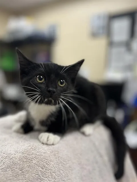 A baby small-sized male Domestic Short Hair cat named Kingsley for adoption in Aliquippa, PA