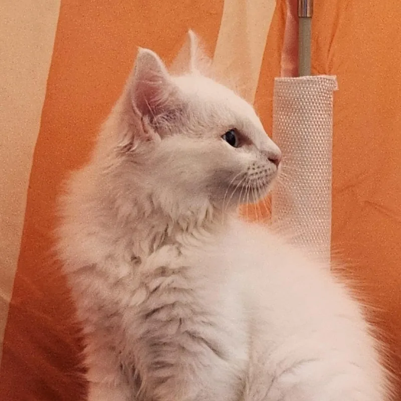 A baby small-sized male White Domestic Medium Hair cat named Tofu for adoption in Lyndhurst, VA