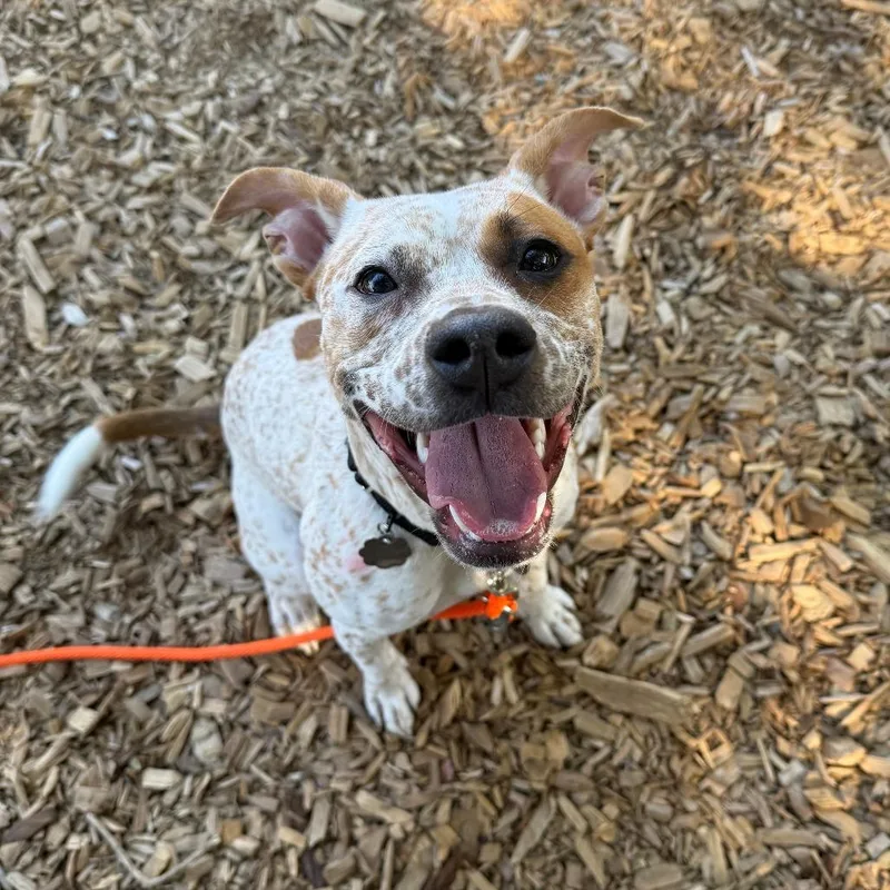 A young medium-sized female White / Cream Mixed Breed dog named Mango for adoption in Tacoma, WA