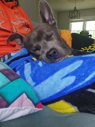 An adult medium-sized male Mixed Breed dog named Jeremy for adoption in Atlanta, GA