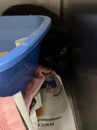 An adult small-sized male Domestic Short Hair cat named Pantera for adoption in West Chester, PA