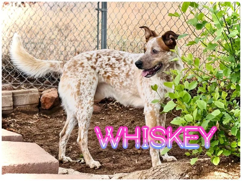 An adult medium-sized male Red / Chestnut / Orange Australian Cattle Dog / Blue Heeler dog named Whiskey for adoption in Saint George, UT