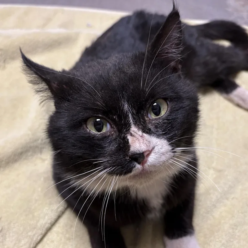 An adult medium-sized male Black Domestic Medium Hair cat named Takumi for adoption in Kanab, UT