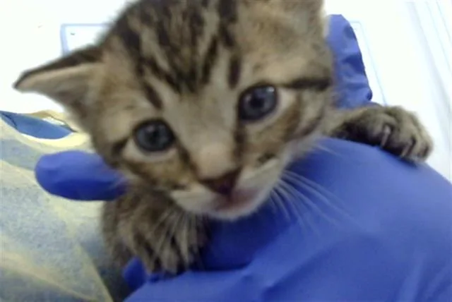 A baby medium-sized male Domestic Medium Hair cat named Zoro for adoption in Dallas, TX