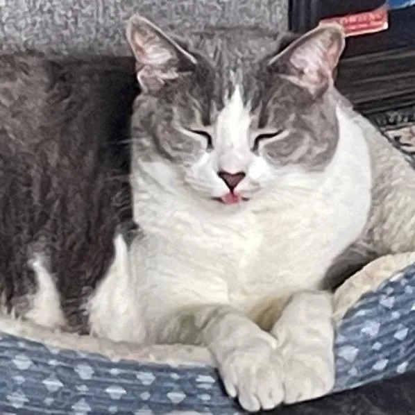A senior large-sized female Gray / Blue / Silver Domestic Short Hair cat named Missy for adoption in Simpsonville, SC