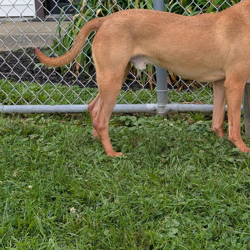 An adult large-sized male Red / Chestnut / Orange Mixed Breed dog named King for adoption in Ravenna, OH