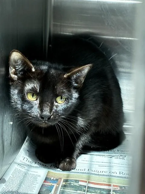 A young small-sized female Domestic Short Hair cat named Piggy for adoption in Fort Lauderdale, FL
