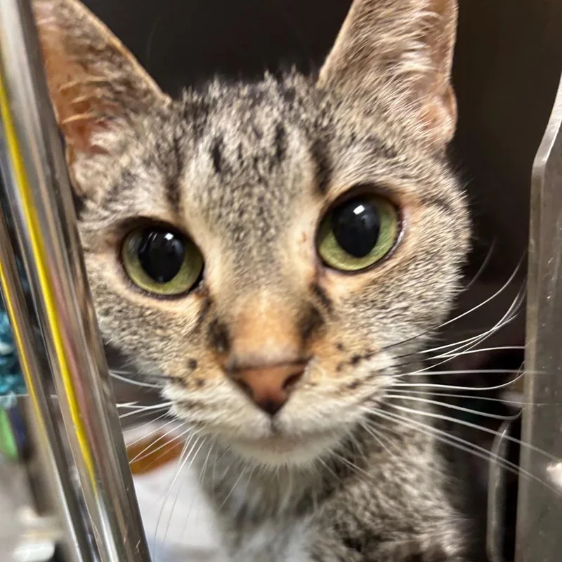 An adult small-sized female Brown / Chocolate Domestic Short Hair cat named Rosie for adoption in Davenport, IA