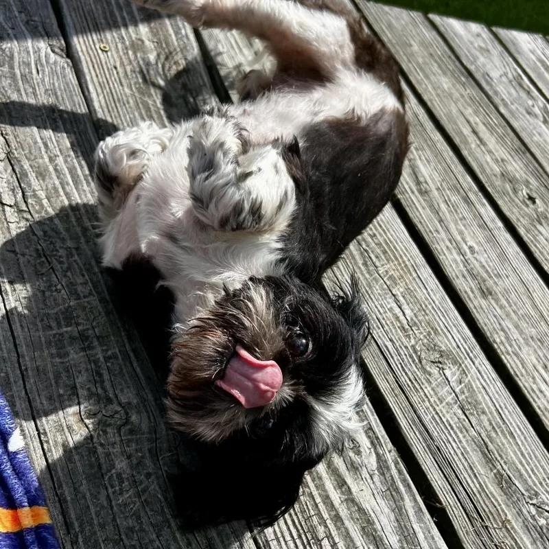 An adult small-sized female Black Shih Tzu dog named Hattie for adoption in Santa Fe, TX