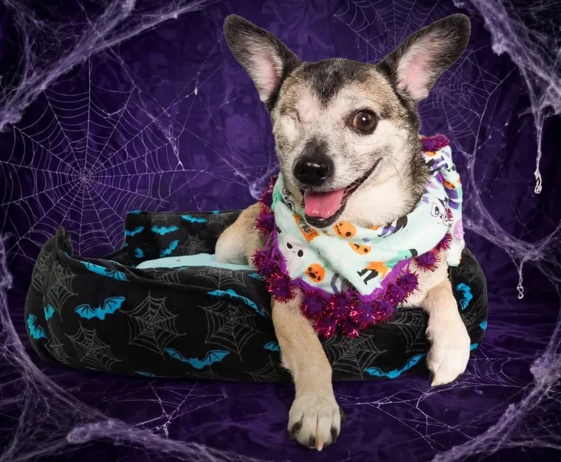 An adult small-sized female Chihuahua dog named Olive for adoption in PHOENIX, AZ
