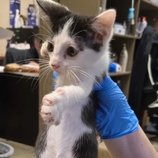 A baby small-sized male Black Domestic Short Hair cat named Dazzle for adoption in Birmingham, AL