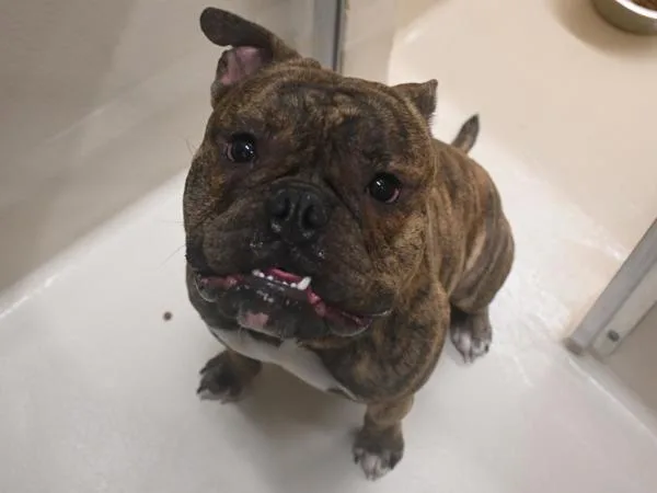 A young small-sized male English Bulldog dog named Rex for adoption in Portland, OR