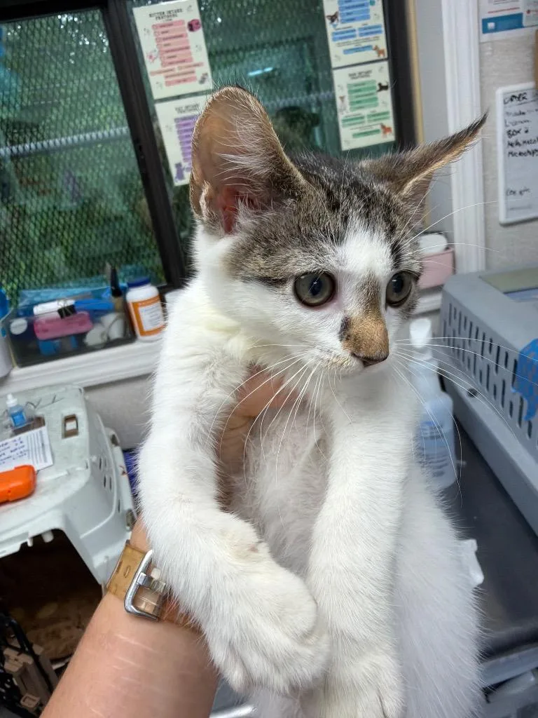 A baby medium-sized male Domestic Short Hair cat named Birch for adoption in Pomona, NY