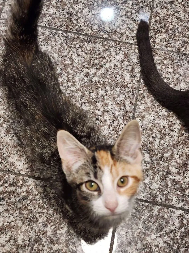 A baby medium-sized female Torbie Domestic Short Hair cat named Amora for adoption in Temple, PA
