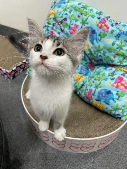 A baby small-sized female Tabby (Brown / Chocolate) Domestic Short Hair cat named Quinlan for adoption in Encinitas, CA