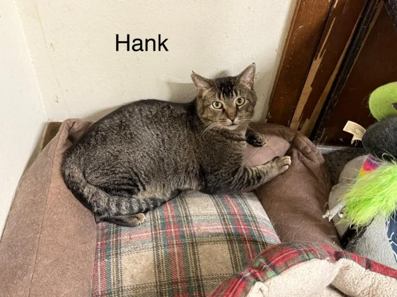 Hank
