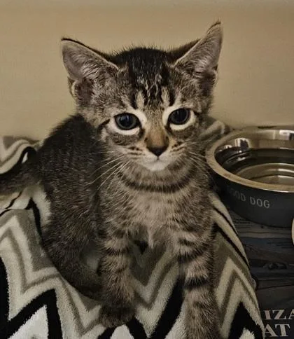 A baby medium-sized male Domestic Short Hair cat named Tatum for adoption in Chamblee, GA