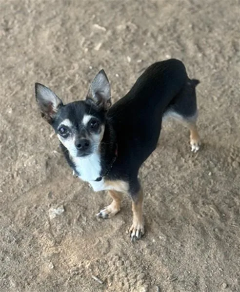 An adult small-sized male Chihuahua dog named Wallace for adoption in York, SC