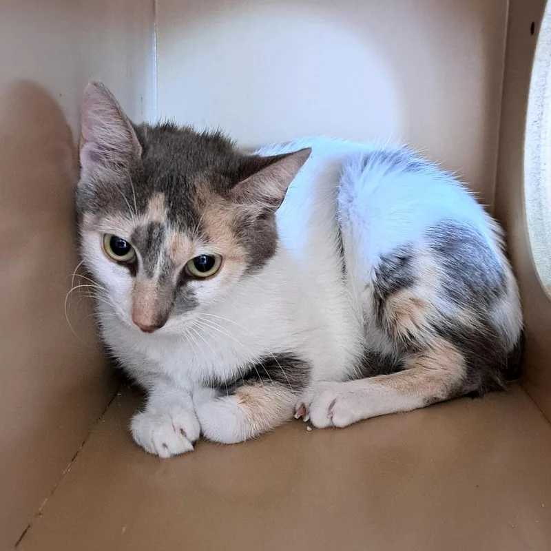 An adult medium-sized female Calico Domestic Short Hair cat named Florey for adoption in Brownsboro, AL