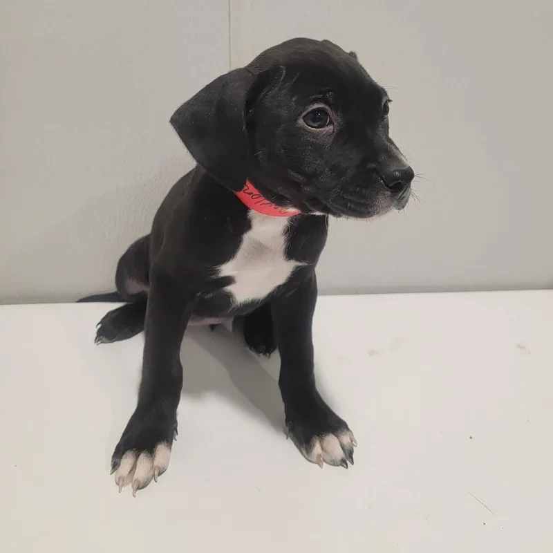 A baby small-sized female Black Terrier dog named Saylor for adoption in Tampa, FL