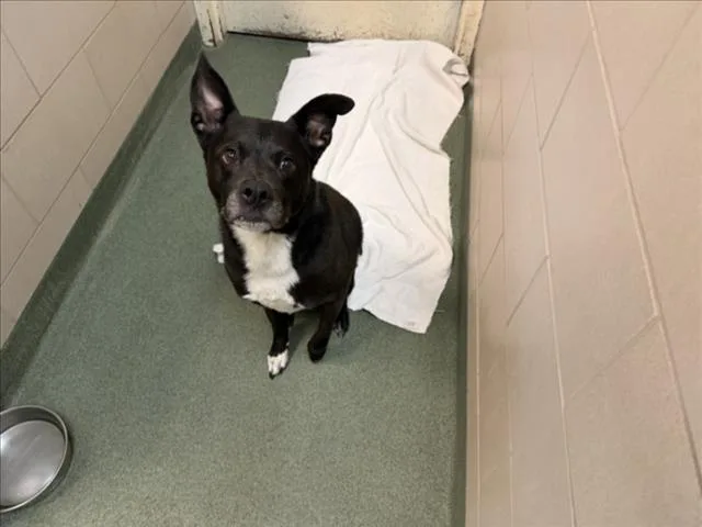 An adult large-sized male Mixed Breed dog named Mcqueen for adoption in Santa Fe, NM