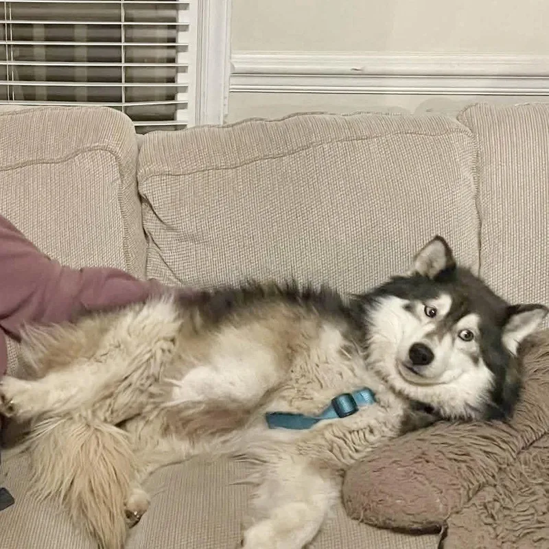 An adult medium-sized female Alaskan Malamute dog named Bella for adoption in Hillsborough , NC