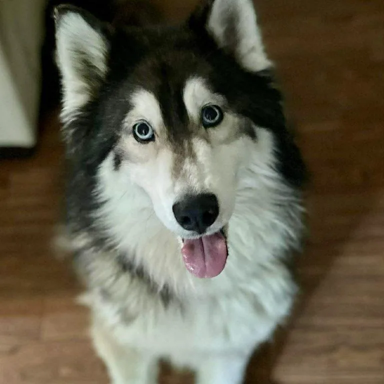Bella thumbnail 3