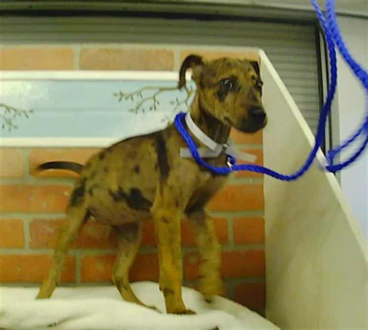 A baby small-sized female Catahoula Leopard Dog dog named A for adoption in Houston, TX