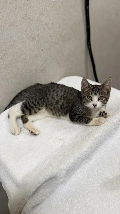 A baby small-sized male Domestic Short Hair cat named Parker for adoption in Honolulu, HI