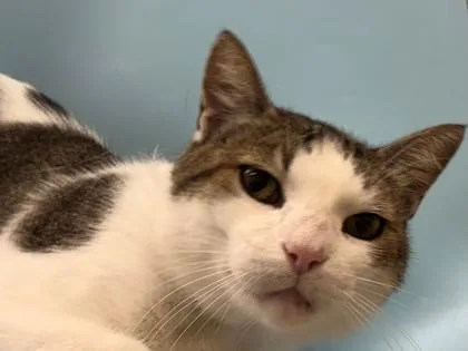 An adult small-sized male Domestic Short Hair cat named Lonnie for adoption in Golden Valley, MN