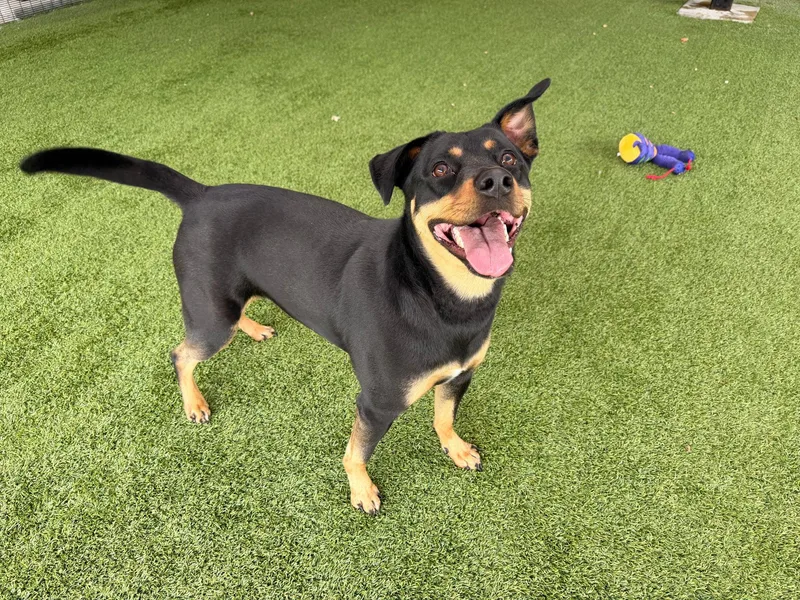 An adult medium-sized female Black Rottweiler dog named London for adoption in Monticello, IA