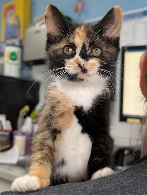 A baby small-sized female Domestic Short Hair cat named Paula for adoption in Canfield, OH