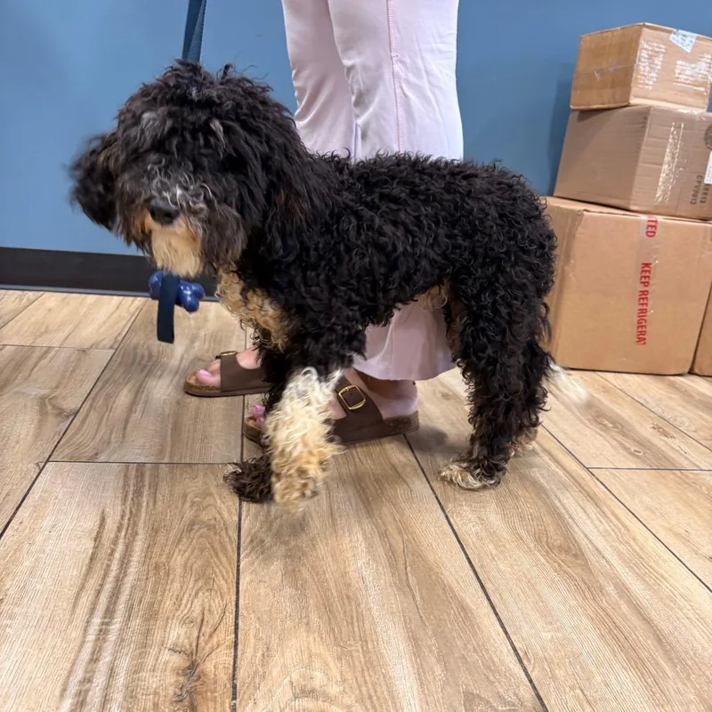 An adult small-sized male Black Miniature Poodle dog named Prince for adoption in Newark, NJ