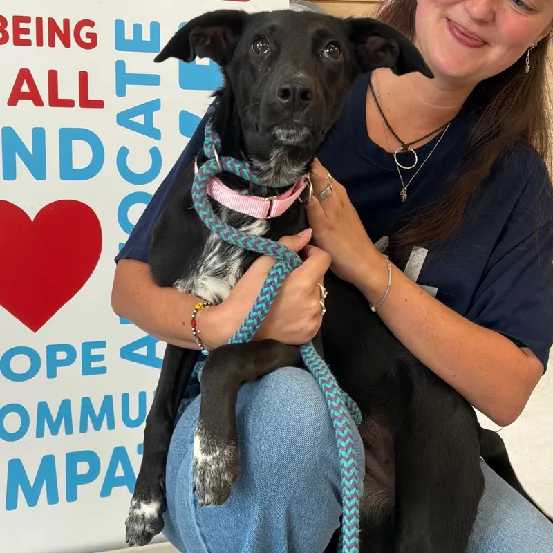 A young medium-sized female Black Mixed Breed dog named Delta Dawn for adoption in Morrisville, VT