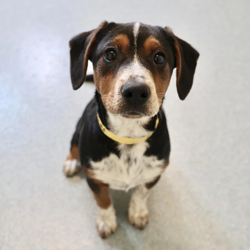 A baby small-sized female Black Terrier dog named Bree for adoption in Briarcliff Manor, NY