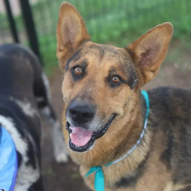 A young large-sized male German Shepherd Dog dog named Maverick for adoption in San Antonio, TX