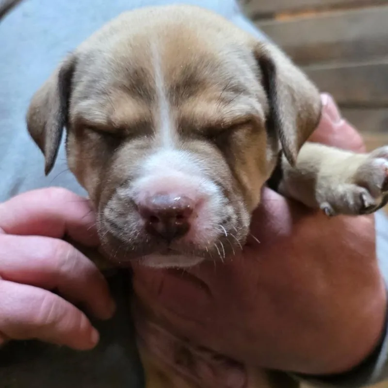 A baby medium-sized male Yellow / Tan / Blond / Fawn Plott Hound dog named Carter for adoption in Mooresville, IN