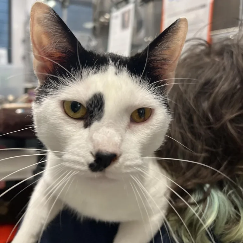 A young medium-sized male Black Domestic Short Hair cat named Spring for adoption in Fort Wayne, IN