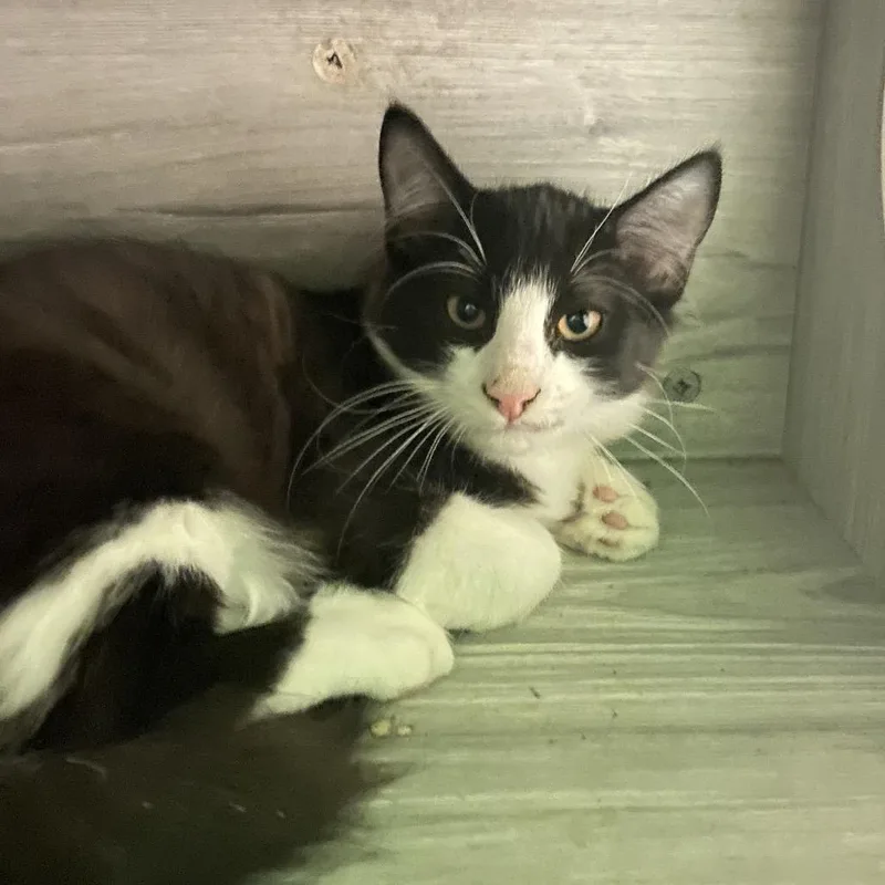 A baby small-sized male Domestic Short Hair cat named Teddy for adoption in Monroe, LA