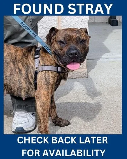 An adult medium-sized female American Staffordshire Terrier dog named Harper for adoption in Hamilton, NJ