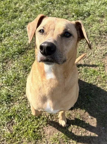 An adult large-sized male Mixed Breed dog named Luke for adoption in St. Anne, IL