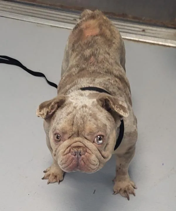 An adult small-sized male English Bulldog dog named Pen  Papa for adoption in Lawrenceville, GA