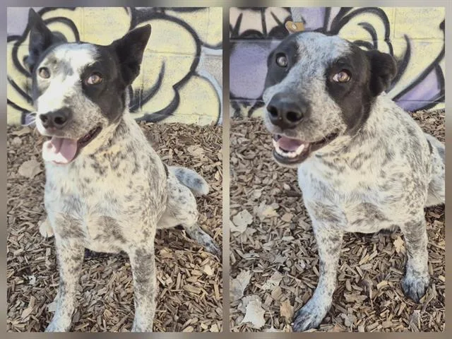 A young medium-sized male Australian Kelpie dog named Lion for adoption in Albuquerque, NM